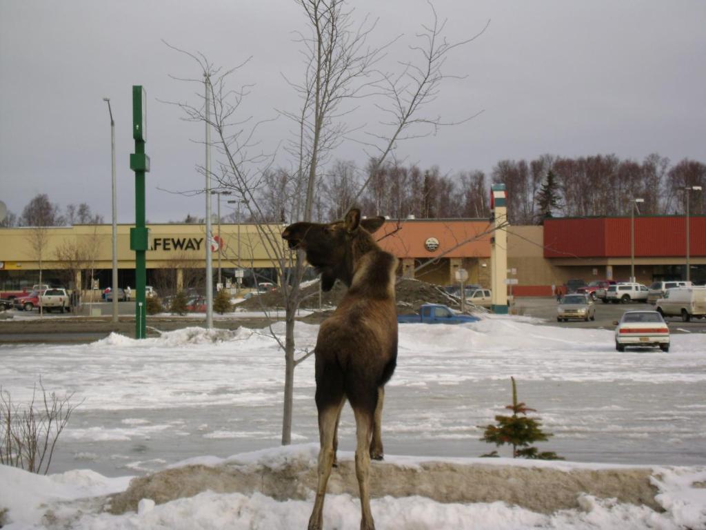 Aspen Hotel Soldotna Luaran gambar